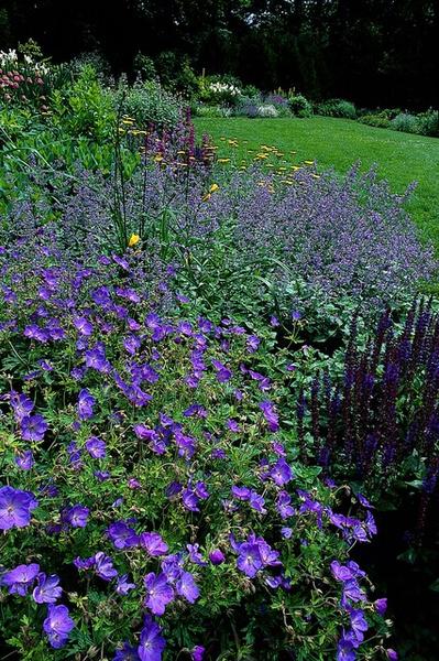 Storchschnabel Johnson blue - Geranium 'Johnson's Blue' - ↕10-25cm - Ø9cm - 12x