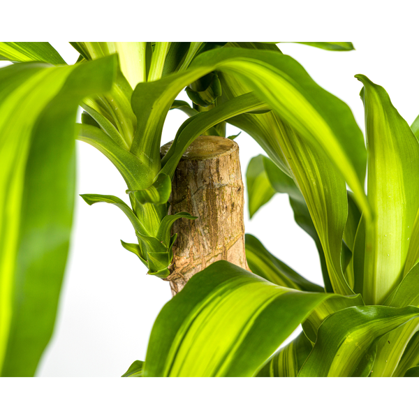 Drachenbaum - Dracaena Fragrans Massangeana Ø19cm - ↕80cm