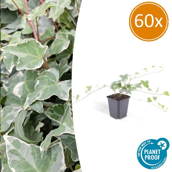 Efeu Glacier - Hedera helix 'Glacier' - ↕10-25cm - Ø9cm 60 Stück