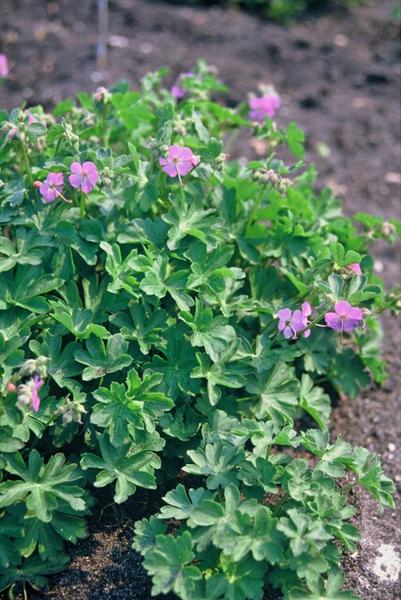 Cambridge Storchschnabel - Geranium cant. 'Cambridge' - ↕10-25cm - Ø9cm - 12x