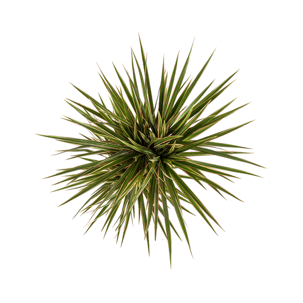 Drachenbaum - Dracaena Marginata Bicolor Ø17cm - ↕60cm