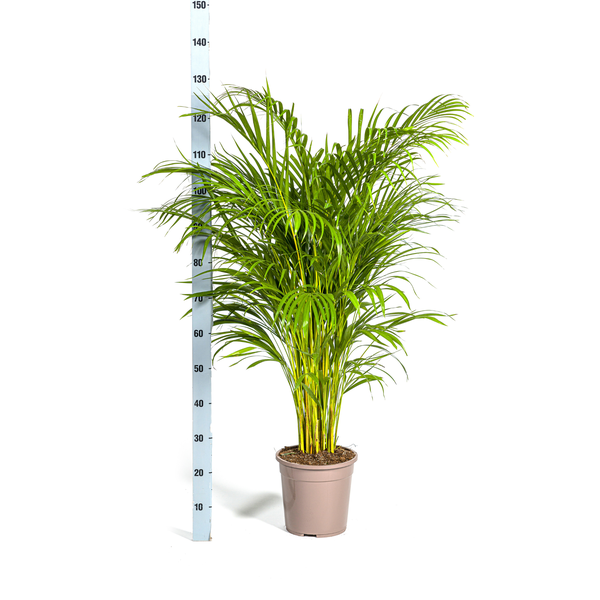 Arecapalme - Dypsis Areca Lutescens Ø24cm - ↕140cm