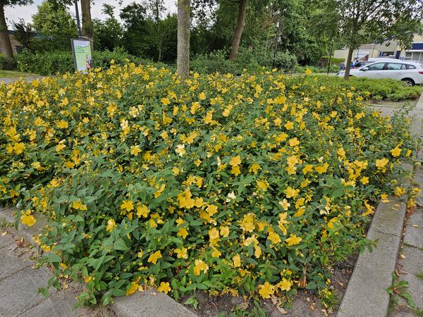 Johanniskraut - Hypericum 'Hidcote' - ↕10-25cm - Ø9cm - 6x