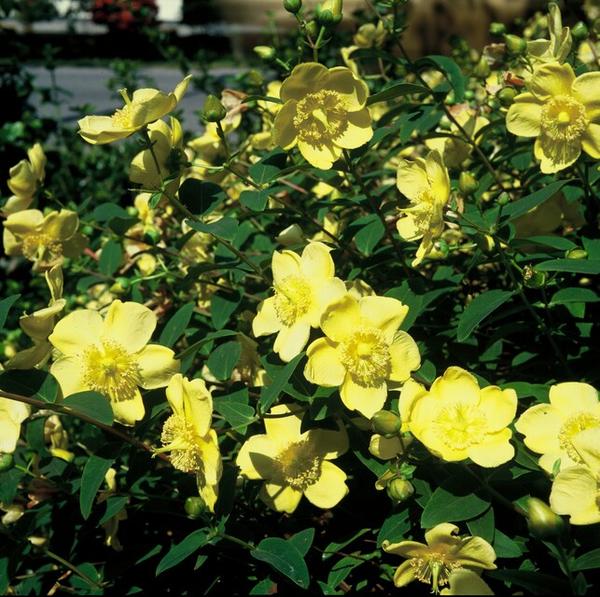 Johanniskraut - Hypericum 'Hidcote' - ↕10-25cm - Ø9cm - 40x