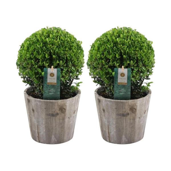 Japanische Stechpalmen Set - Ilex Crenata 'Jenny' Ball im Holztopf Set von 2 Stück 20 cm Ø