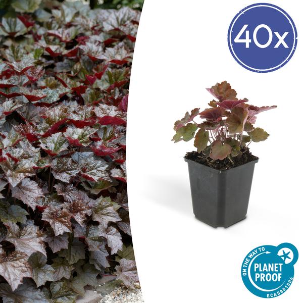 Purpurglöckchen - Heuchera mic. 'Palace Purple' - ↕10-25cm - Ø9cm 40 Stück