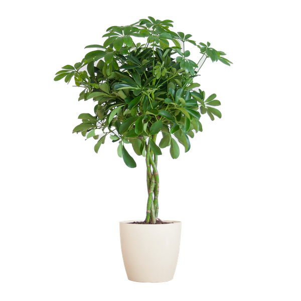 Strahlenaralie - Schefflera Arab Nora mit Topf Viber weiß – 70 cm – Ø21