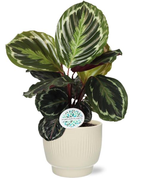 Pfauenpflanze - Calathea Medallion - Korbmarante - Ø14cm - ↕45cm + Potenza Rib Pot D15x13cm - Topf Weiß