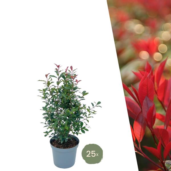 Glanzmispel - Photinia fraseri 'Carré Rouge' - Große Glanzmispel Pflanzen für 10 laufende Meter Hecken - 12L - 20x ↨ 125-150 cm - Carré Rouge