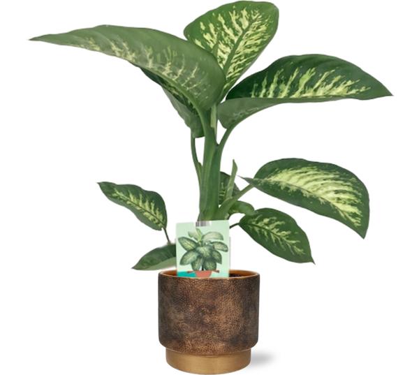 Dieffenbachia Seguine Tropic Snow - Ø19cm - ↕70cm + Merel Pot D20x18cm - Topf Gold