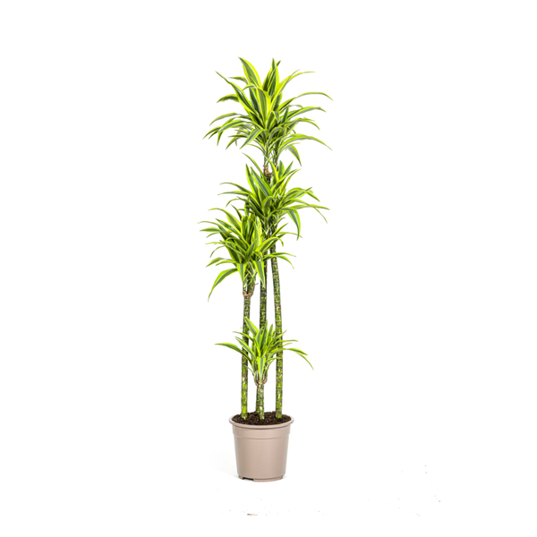 Drachenbaum - Dracaena Deremensis Lemon Lime Ø27cm - ↕180cm