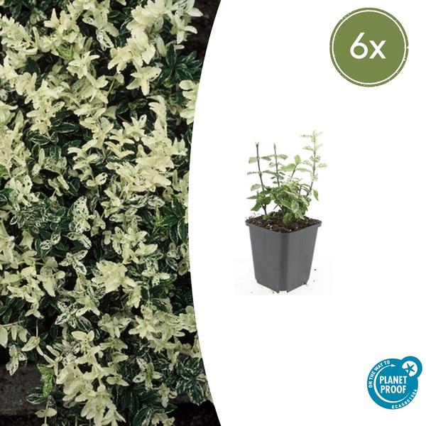 Kriechspindel Harlequin - Euonymus fort. 'Harlequin' - ↕10-25cm - Ø9cm - 6x