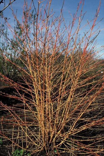 Roter Hartriegel - Cornus sang. 'Anny's Winter Orange' - ↕10-25cm - Ø9cm  - 12x