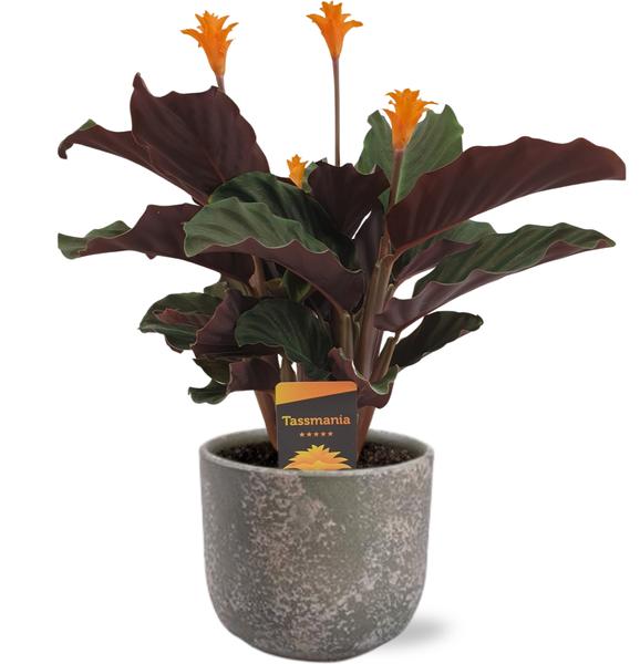 Ewige Flamme - Calathea Crocata - Ø14cm - ↕40cm + Natan Pot D15x13cm - Topf Grau