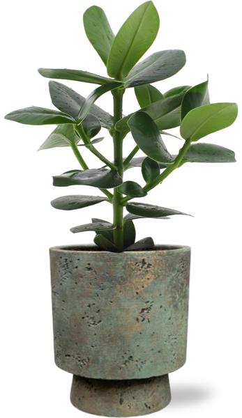 Balsamapfel - Clusia Rosea Princess - Ø12cm - ↕15cm + Pot Aily D14x18cm - Topf Grün