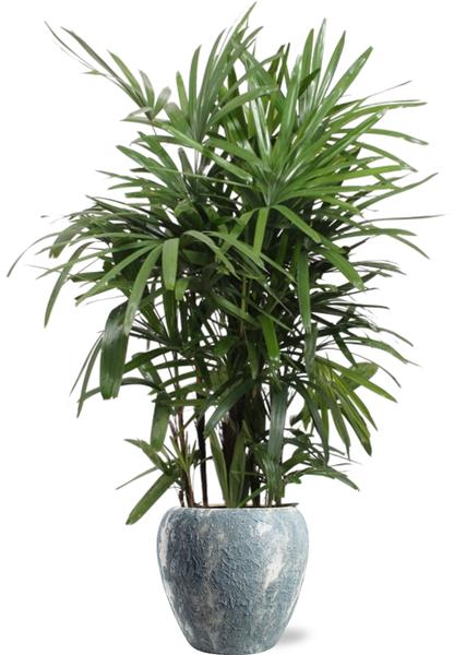 Bambuspalme - Rhapis Excelsa - Ø27cm - ↕120cm + Doug Pot D29x26cm - Topf Grau Weiß