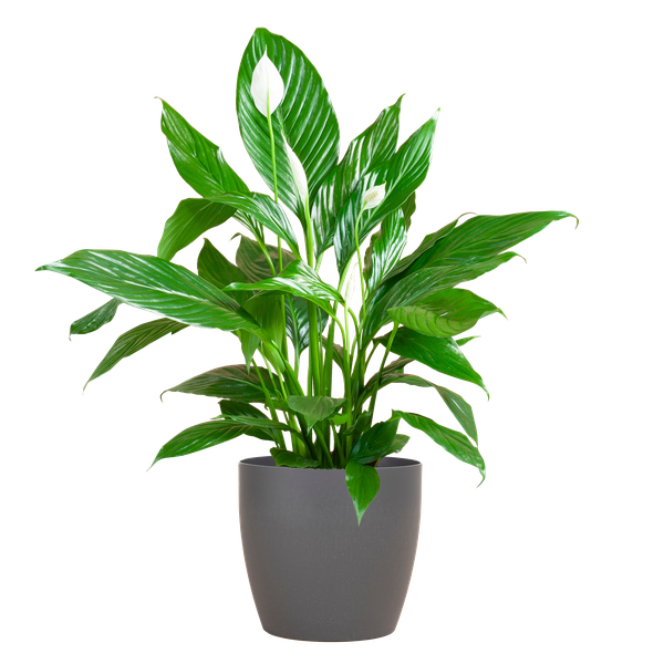 Friedenslilie - Spathiphyllum mit Topf Viber grau – 80 cm – Ø21