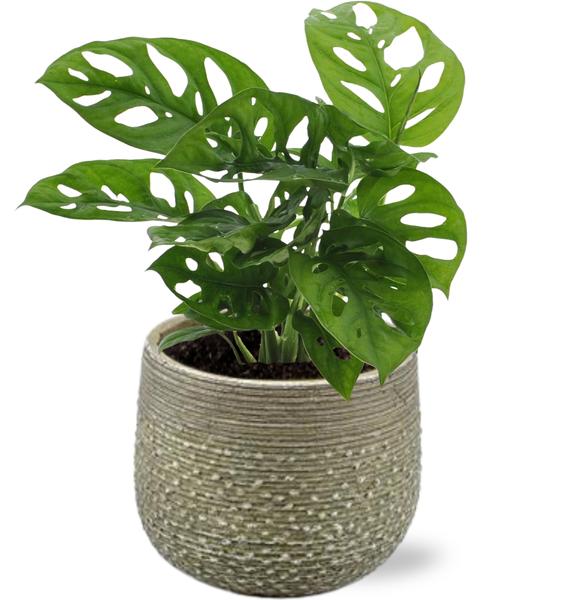 Schiefes Fensterblatt - Monstera Monkey Leaf - Ø12cm - ↕30cm + Noale Pot D14,5x12cm - Topf Grün