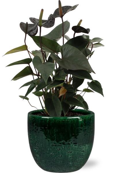 Anthurie - Anthurium Black Love - Ø12cm - ↕36cm + Jolin Pot D14x13cm - Topf Grün