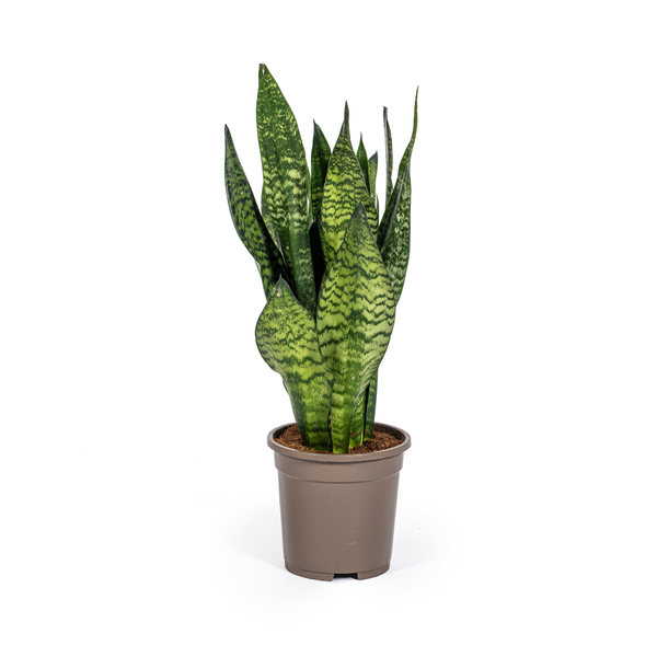 Schwiegermutterzunge - Sansevieria Trifasciata Zeylanica Compacta Ø17cm - ↕60cm