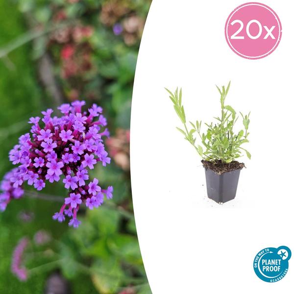 Patagonisches Eisenkraut - Verbena bonariensis - ↕10-25cm - Ø9cm 20 Stück