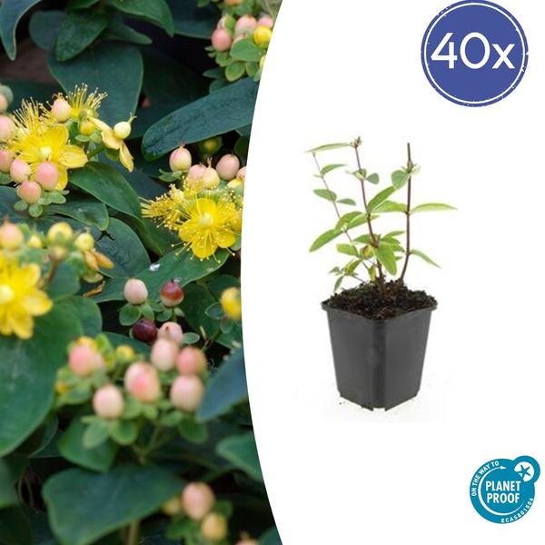 Johanniskraut - Hypericum inodorum 'Annebel' - ↕10-25cm - Ø9cm - 40x