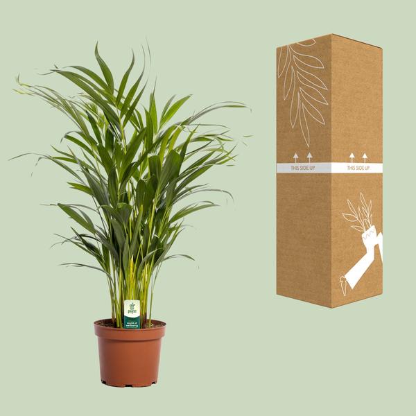 Arecapalme Dypsis Lutescens - Ø17cm - ↕65cm