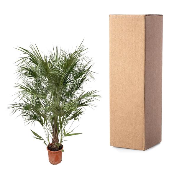 Zwergpalme auch Europäische Zwergpalme - Chamaerops Humilis Strauch - 170cm- Ø30