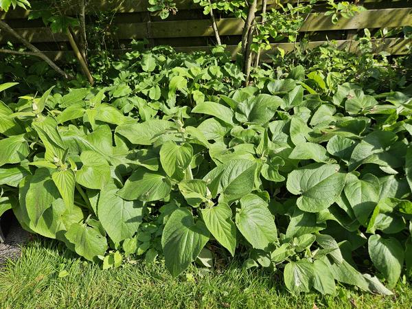 Syrisches Brandkraut - Phlomis russeliana - ↕10-25cm - Ø9cm - 20x