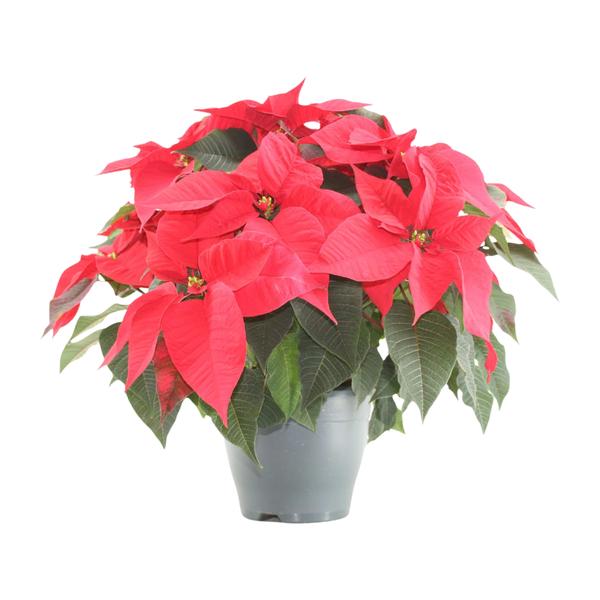 Weihnachtsstern - Poinsettia Xmas Feeling (rood) - Ø21cm - ↕50cm