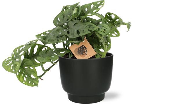 Schiefes Fensterblatt - Monstera Monkey - Ø14cm - ↕30cm + Potenza Pot D15x13cm - Topf Schwarz