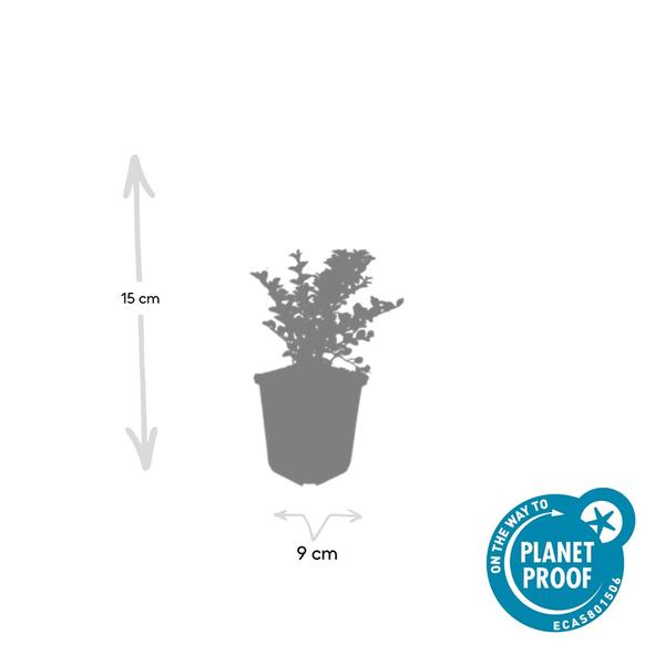 Fächerzwergmispel - Cotoneaster horizontalis - ↕10-25cm - Ø9cm  - 12x