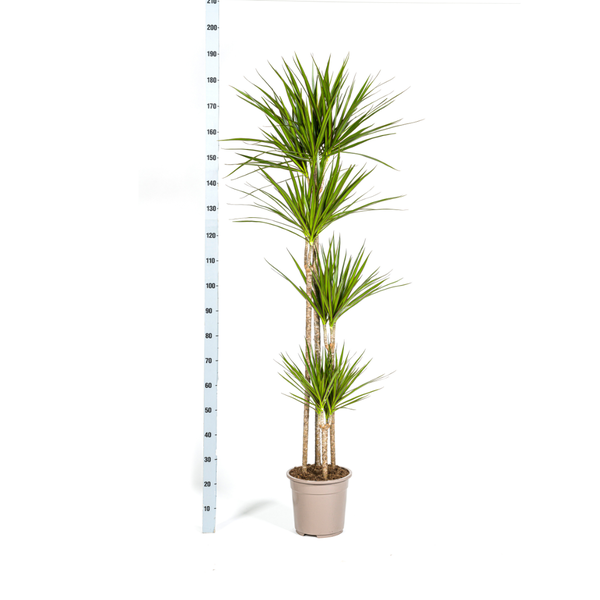 Drachenbaum - Dracaena Marginata Green Ø27cm - ↕180cm