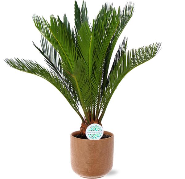 Japanischer Palmfarn - Cycas Revoluta - Ø17cm - ↕70cm + Aresso Pot D18x16,5cm - Topf Braun