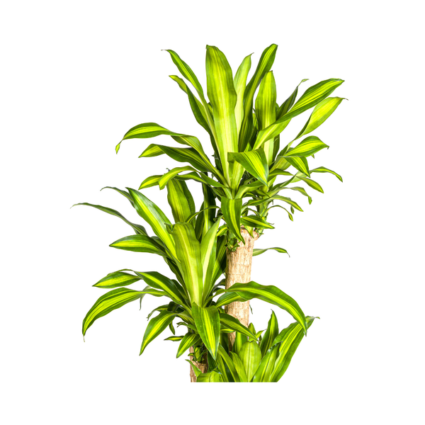 Drachenbaum - Dracaena Fragrans Massangeana Ø30cm - ↕180cm