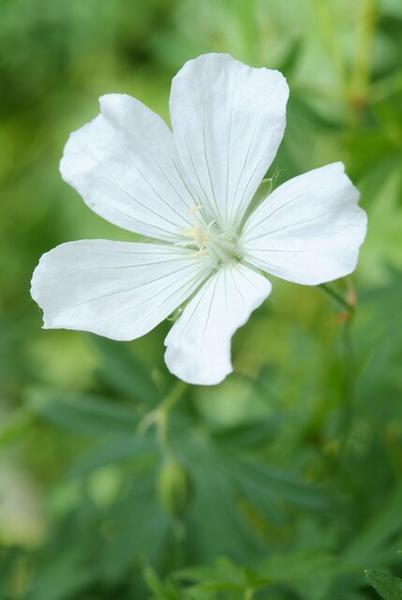 Schneestorchschnabel Album - Geranium sang. 'Album' - ↕10-25cm - Ø9cm - 12x