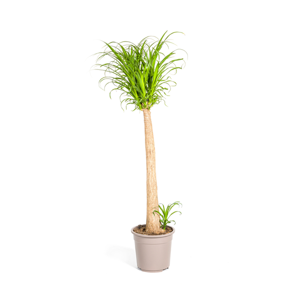 Elefantenfuß - Beaucarnea Recurvata Stam Ø27cm - ↕120cm