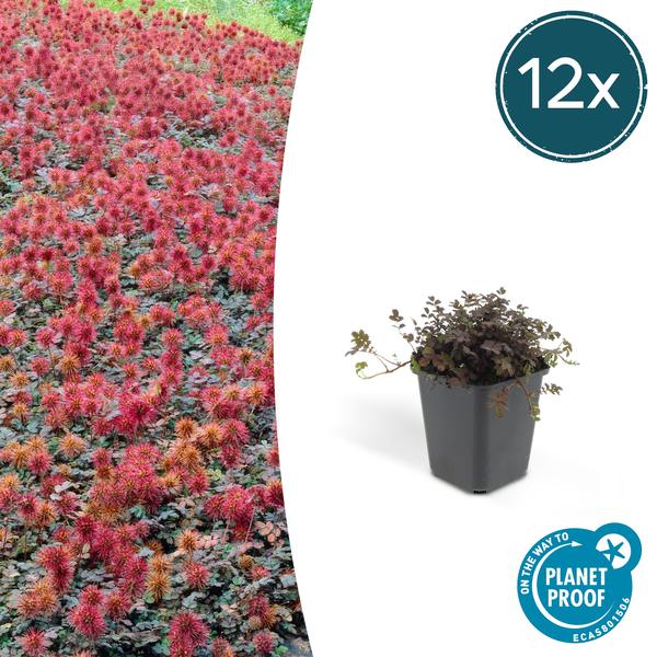 Kupferteppich Stachelnüsschen - Acaena microphylla - ↕10-25cm - Ø9cm 12 Stück