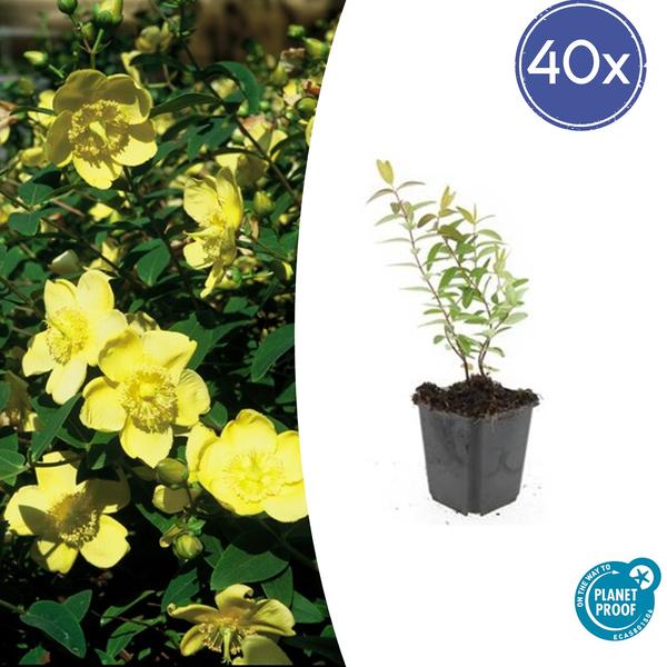 Johanniskraut - Hypericum 'Hidcote' - ↕10-25cm - Ø9cm - 40x