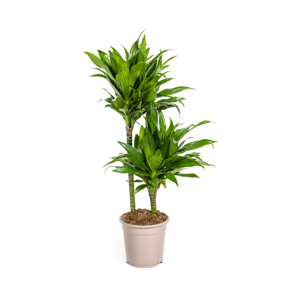 Drachenbaum - Dracaena Deremensis Green Jewel  Ø19cm - ↕80cm