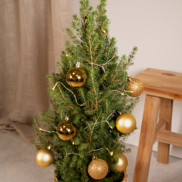 Zukerhutfichte Kleiner Weihnachtsbaum - Picea Glauca Conica - Ø21cm - ↕80cm - Gold - Ø21 - ↨80cm im Korb