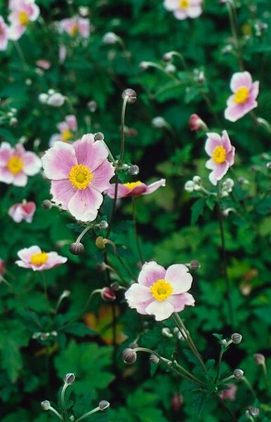 Herbstanemone - Anemone tom. 'Robustissima' - ↕10-25cm - Ø9cm - 12x