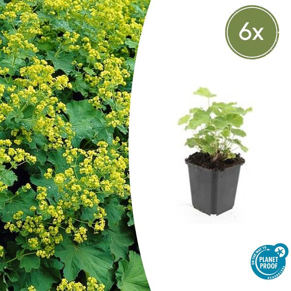 Frauenmantel - Alchemilla mollis - ↕10-25cm - Ø9cm - 6x