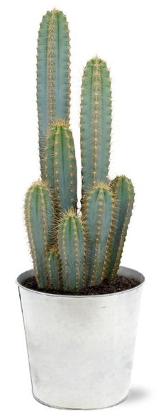 Blauer Säulenkaktus - Pilosocereus Azureus - Ø21cm - ↕55cm + Pot D22,5x21cm - im Zink Topf