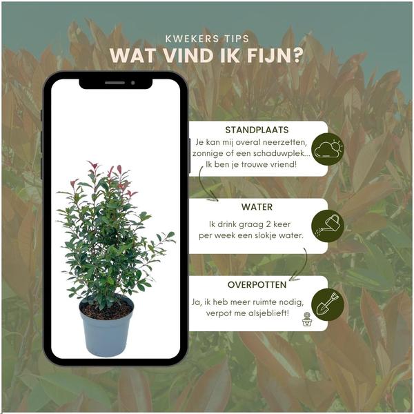 Glanzmispel - Photinia fraseri 'Carré Rouge' - Große Glanzmispel Pflanzen für 10 laufende Meter Hecken - 12L - 20x ↨ 125-150 cm - Carré Rouge