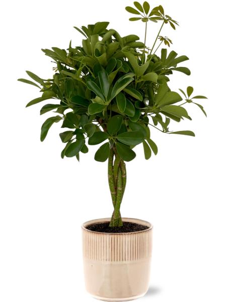 Strahlenaralie - Schefflera Compacta - Ø19cm - ↕80cm + Terni Pot D20x20cm - Topf Rosa