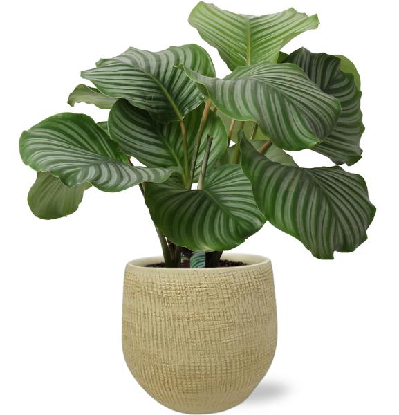 Gebetspflanze - Calathea Orbifolia - Ø21cm - ↕50cm + Ryan Pot D22x20cm - Topf Gold