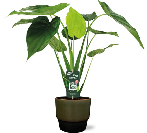 Zwergelefantenohr - Alocasia Cucullata - Ø19cm - ↕55cm + Erik Pot D20x18cm - Topf Dunkelgrün