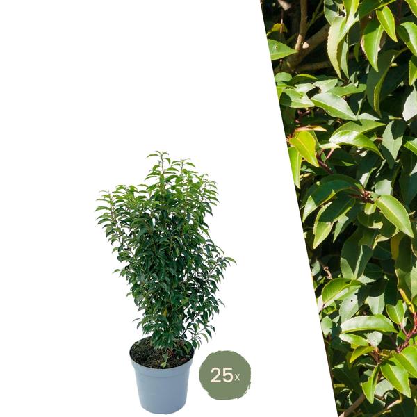 Portugiesischer Kirschlorbeer - Prunus lusitanica Angustifolia - Große Portugiesische Kirschlorbeer Pflanzen für 10 laufende Meter Hecken ↨ 80-100 cm im 12 Liter Topf  25 Stück