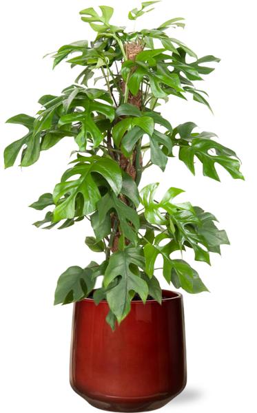 Mini Monstera - Monstera Minima - Ø19cm - ↕80cm + Puglia Pot D21/23,5x21cm - Topf Rot